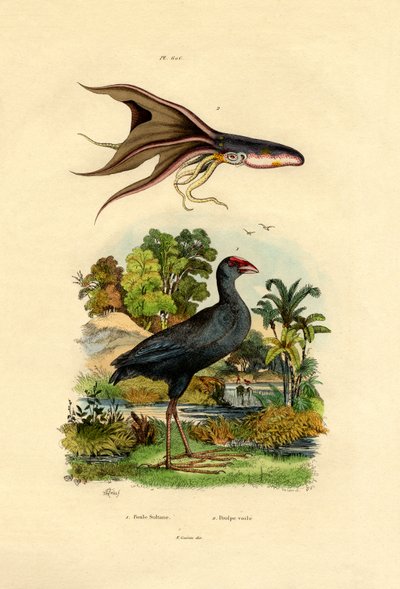 Purple Swamphen by French School